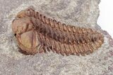 Ordovician Trilobite (Placoparia) Fossil - Morocco #216590-1